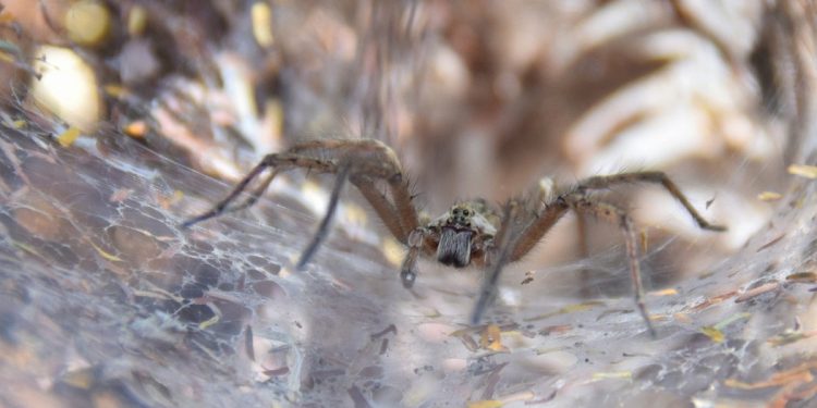 Przed Australią kolejny problem. To inwazja śmiertelnie jadowitych pająków [WIDEO]