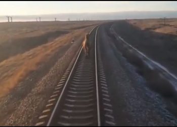 Pociąg spóźnił się niemal o godzinę. Wszystko przez… biegnącego wielbłąda [WIDEO]
