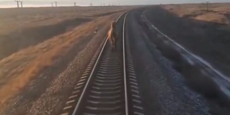 Pociąg spóźnił się niemal o godzinę. Wszystko przez… biegnącego wielbłąda [WIDEO]