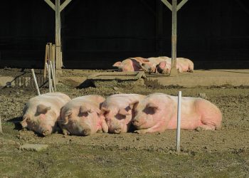 Tragedia pod Lubinem. Świnie zjadły rolnika