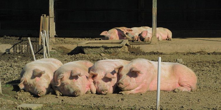 Tragedia pod Lubinem. Świnie zjadły rolnika