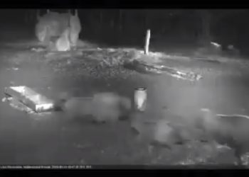 Wataha wilków atakuje stado żubrów. Nagranie obiegło sieć [WIDEO]