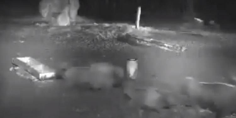 Wataha wilków atakuje stado żubrów. Nagranie obiegło sieć [WIDEO]