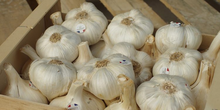 Koronawirus a czosnek. Czy to faktycznie pomaga? WHO odpowiada