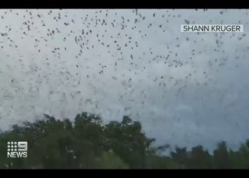 Inwazja nietoperzy w Australii. Mogą przenosić śmiertelnego wirusa [WIDEO]