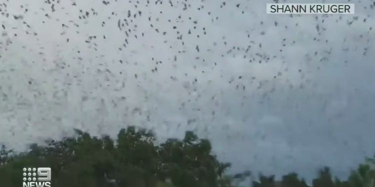 Inwazja nietoperzy w Australii. Mogą przenosić śmiertelnego wirusa [WIDEO]