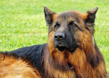 Awaria ciepłownicza w Warszawie. Zginęło sześć psów policyjnych