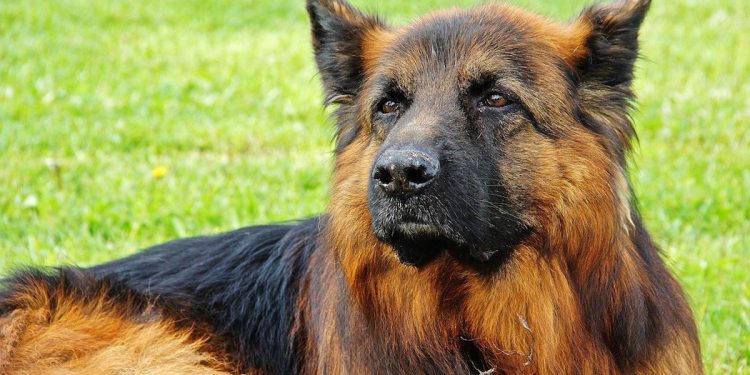 Awaria ciepłownicza w Warszawie. Zginęło sześć psów policyjnych