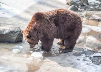 Niedźwiedzie budzą się z zimowego snu. Nadchodzi prawdziwa wiosna?