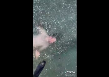 Chciał popływać pod lodem i stracił orientację. Było o włos od tragedii! [WIDEO]