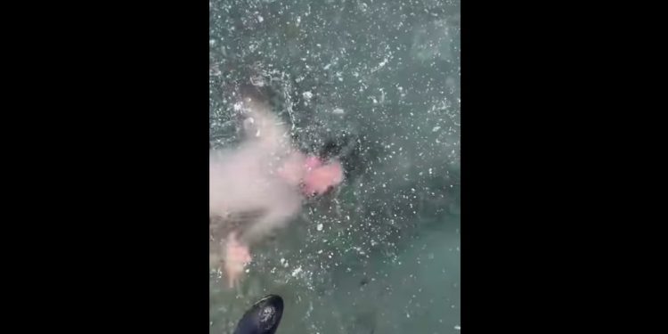 Chciał popływać pod lodem i stracił orientację. Było o włos od tragedii! [WIDEO]