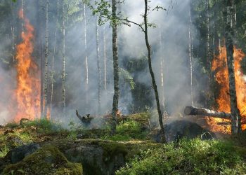 pożary lasów