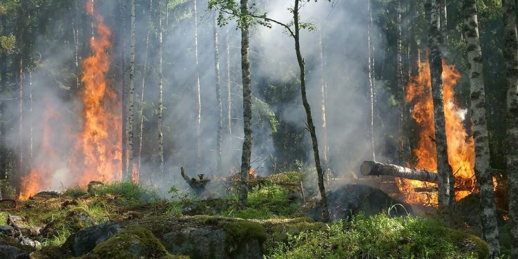 pożary lasów