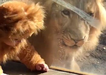 Dziecko w stroju lwa w zoo. Prawdziwy lew zareagował [WIDEO]