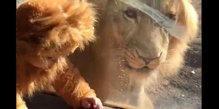 Dziecko w stroju lwa w zoo. Prawdziwy lew zareagował [WIDEO]