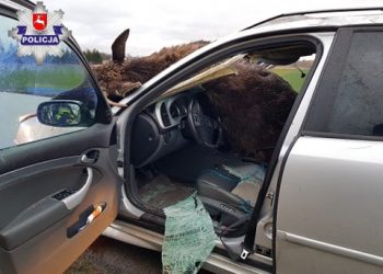 Zderzył się z łosiem z taką siłą, że zwierzę wpadło do środka