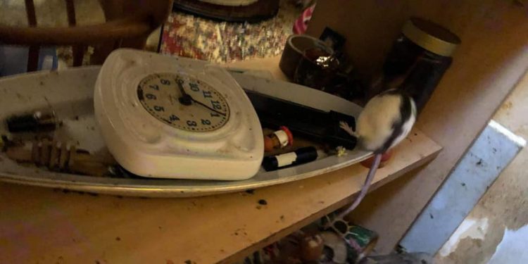 Tarnów. W mieszkaniu hodowała… 130 szczurów. „Straciła kontrolę nad hodowlą”