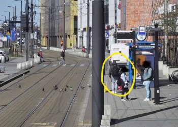 Kraków. Zabił gołębia gołymi rękami. Nagrał to monitoring