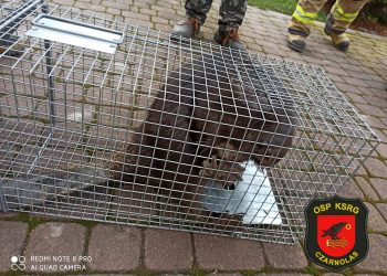 Bóbr wszedł do domu i… pogryzł kobietę [FOTO]