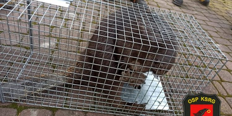 Bóbr wszedł do domu i… pogryzł kobietę [FOTO]