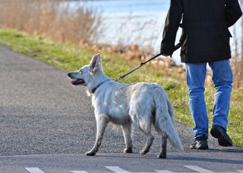 Badania tysięcy próbek potwierdzają, że psy i koty nie przenoszą koronawirusa