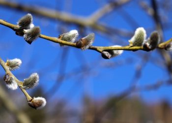 To koniec meteorologicznej zimy. Najcieplejszej i najmniej śnieżnej w historii