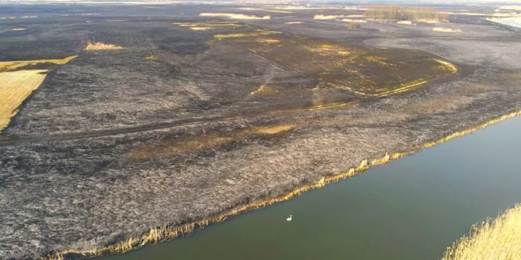 „Biebrza w żałobie”. Do sieci trafiło nagranie ukazujące skalę tragedii w Biebrzańskim Parku Narodowym [WIDEO]