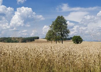 Dyrektor IMGW: „Susza w Polsce ma już miejsce”