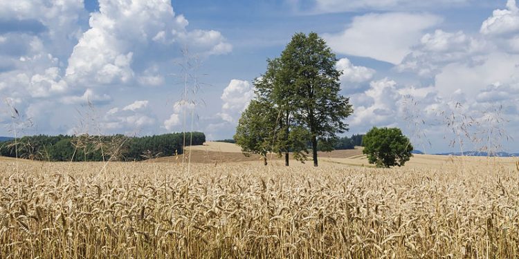 Dyrektor IMGW: „Susza w Polsce ma już miejsce”