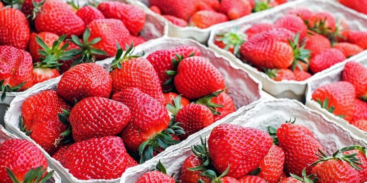 Rozpoczął się sezon na polskie truskawki. Ile kosztują?