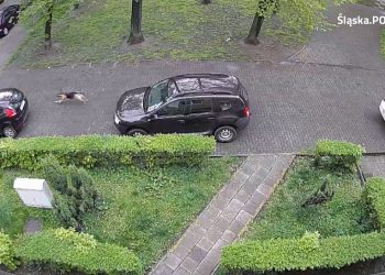 Chorzów. Dwa miesiące przebijał opony. Okazało się, że to… pies