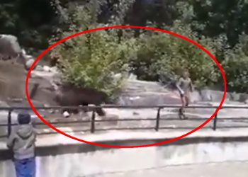 Warszawa. Pijany wszedł na wybieg dla niedźwiedzi [WIDEO]