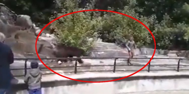 Warszawa. Pijany wszedł na wybieg dla niedźwiedzi [WIDEO]