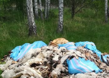 W lesie leżało… kilkaset kg zwłok zwierząt! To kolejny taki przypadek