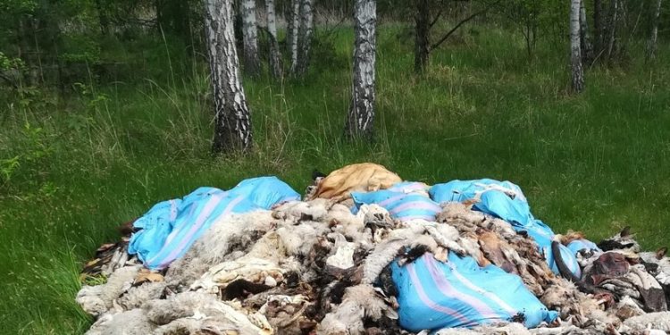W lesie leżało… kilkaset kg zwłok zwierząt! To kolejny taki przypadek