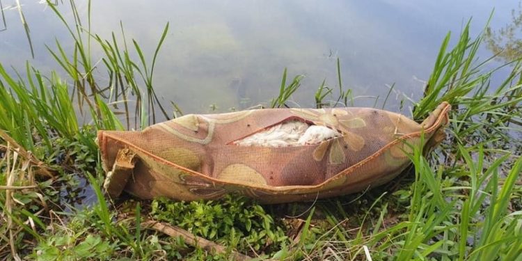 Wrocław. Zwłoki psa owinięte w dywan w stawie. Szukają świadków