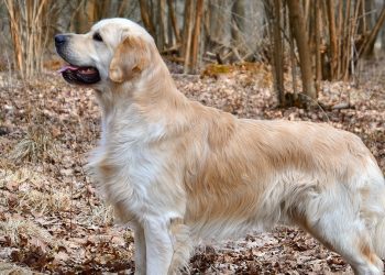 Znak drogowy był… pod napięciem! Prąd śmiertelnie poraził psa