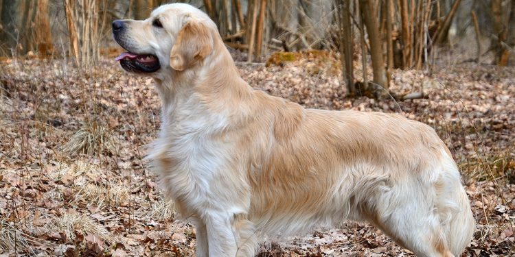Znak drogowy był… pod napięciem! Prąd śmiertelnie poraził psa