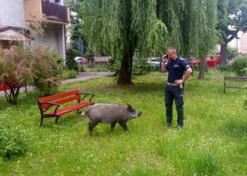 Policja kontra dzik. „Ukradł dzieciom pierogi i je zjadł”