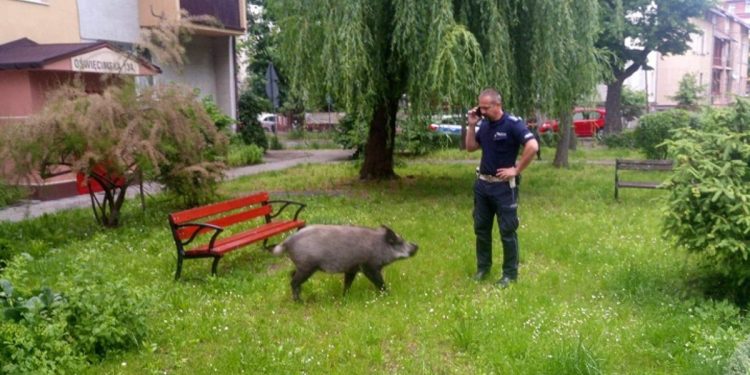 Policja kontra dzik. „Ukradł dzieciom pierogi i je zjadł”