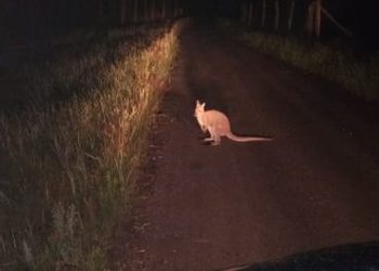 Kangur w lesie koło Włocławka. Trwają poszukiwania