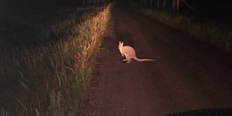 Kangur w lesie koło Włocławka. Trwają poszukiwania