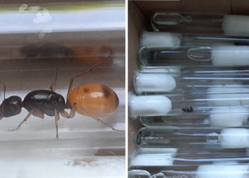 Przemycali… mrówki z Chin. Trafiły na kwarantannę