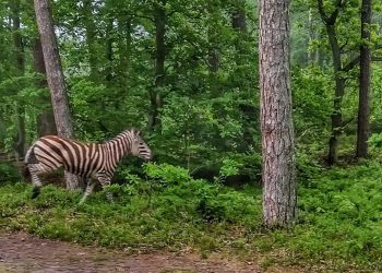 Zebra w lesie koło Elbląga. W sieci pojawiły się zdjęcia [FOTO]