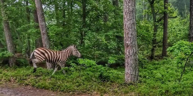 Zebra w lesie koło Elbląga. W sieci pojawiły się zdjęcia [FOTO]