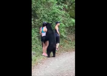 Niedźwiedź podszedł do turystki na szlaku. Ta zrobiła sobie z nim selfie [WIDEO]