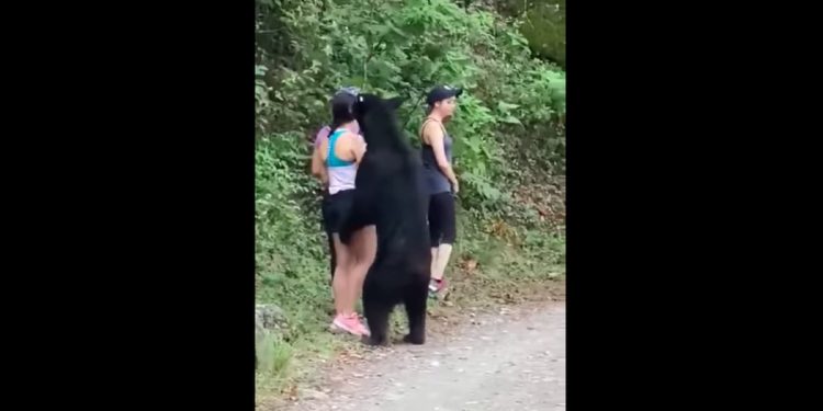 Niedźwiedź podszedł do turystki na szlaku. Ta zrobiła sobie z nim selfie [WIDEO]