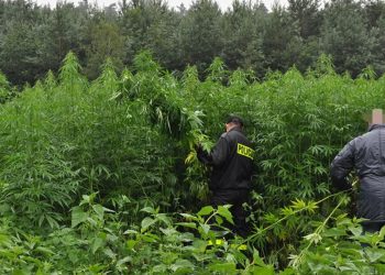 Gniezno. Plantacja konopi indyjskich odkryta w lesie