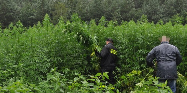 Gniezno. Plantacja konopi indyjskich odkryta w lesie