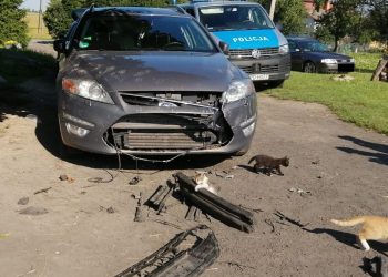 Psy zniszczyły samochód, bo… pod nim ukrył się kot